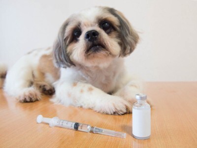 注射器とバイアルのそばで伏せる犬