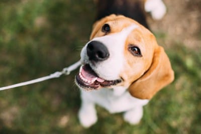 幸せそうな表情で上を見上げる犬