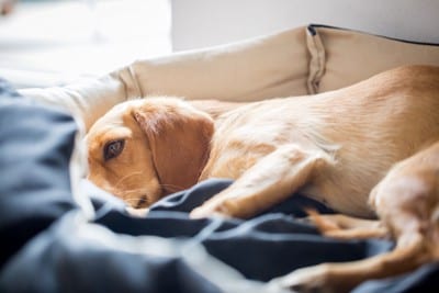 犬用ベッドで横になる体調が悪そうな犬