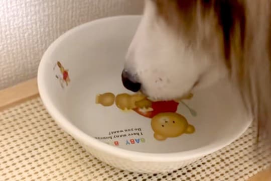 『なんか犬が静かだな』と思い、様子を見てみた結果→水に鼻を突っ込んで…まさかの『子供のような光景』が33万再生「ぷくぷくww」「可愛い」