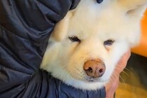 2頭の秋田犬を『動物病院に連れて行った』結果→待合室でみせた『正反対すぎる光景』が118万表示「震えすぎてて可愛いｗ」「見事なガクブル」