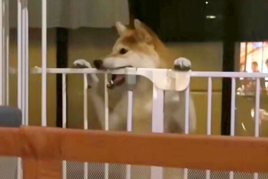 ママが居ないと思ってイタズラをする犬→突然ママが現れた結果…まさかの『表情の豹変』が200万再生「あ、終わった…の顔w」「わかりやすw」