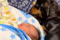 生まれたばかりの赤ちゃんと出会った犬→母性が爆発して…愛に溢れた『まさかの光景』が220万再生「なんて尊いの」「可愛いにもほどがある」