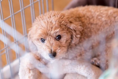 ケージの中から見上げるトイプードル