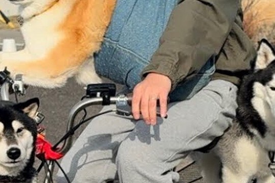 散歩中の犬3匹が『全員帰宅拒否してしまった』結果→自転車で…思わず二度見する『まさかの光景』が12万再生「散歩とはw」「すまし顔で草」
