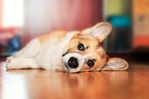 『愛情不足』になっている犬が見せる行動5選　孤独を感じているサインとは？