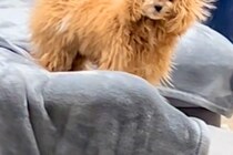 ソファにいる犬たちが『静電気』を身にまとってしまい…想像を超える『衝撃の髪型』になる光景が15万再生「宇宙人で草」「スーパーサイヤ人ｗ」