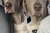 ペーパードライバーの母が運転する車に『2頭の大型犬』を乗せた結果→想定以上だった『表情の違い』が16万表示「ちゃんと分かってるｗｗ」
