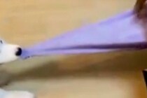 『犬を飼うと、洋服代が…』遊んで！と飼い主を誘う大型犬→思った以上に『豪快な光景』が42万表示「ダメージ凄すぎて草」「世界に一枚だけｗ」