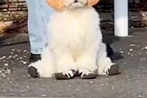 『飼い主を待つ犬』を遠くから撮影→まるで『ぬいぐるみ』のようで…あまりにも尊い『座り方』が99万再生「前世はテディベア」「う、動いた！」