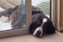 雪の中、なぜか『顔だけ部屋に入れる』超大型犬→判明した『まさかの理由』に10万いいね「甘えん坊と怠け者のミックスｗｗ」「折衷案で草」