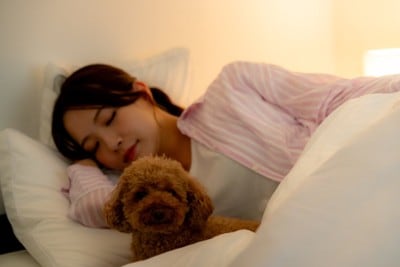 飼い主と一緒にベッドに入る犬