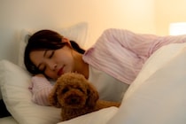 犬が『布団を好む』理由５選　一緒に寝たがる心理や意外と知らないリスクまで解説