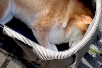 15歳の老犬が『これから病院に行く』と気付いてしまった結果→カートの中で見せた『絶望アピール』が65万再生「萎えてて草」「わかりやすｗ」