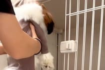 『絶対にケージに入りたくない犬』VS『入れたい飼い主』 全力すぎる抵抗の仕方が25万再生「強い意志を感じるｗ」「最後のチラ見かわいい」