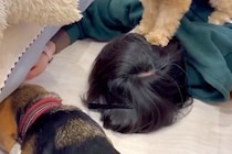 犬のおもちゃがソファの下に入ってしまったので、取るのを手伝った結果…『理不尽な光景』が25万表示「完全制圧されてて草」「踏みつけてるｗ」