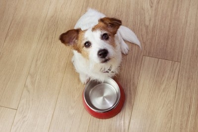食器の前に座って見上げる犬