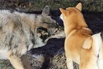 柴犬のことが好き過ぎるオオカミ犬→なぜか深く吸い込んで…『一風変わった愛情表現』が386万表示「もはや捕食で草」「気持ち分かるｗ」