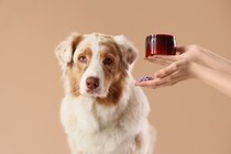 「うちの子に保湿って本当に必要？」獣医師が教える、意外と知らない犬のスキンケア入門