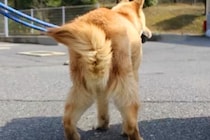 『病気だから』と道ばたで捨てられた犬→歩くことができずに…信じられない『まさかの結末』に涙が出ると27万再生「頑張った」「幸せ掴んだ」