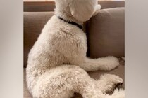 『髪型変だよ』と超大型犬に伝えた結果→完全に拗ねてしまって…人間の子どものような態度が12万再生「いじけちゃった」「可愛くて笑っちゃう」