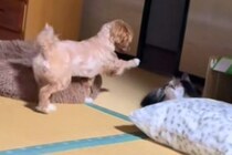 上機嫌で猫を遊びに誘う犬→『猫パンチ』を一撃お見舞いされ…完全にふてくされる光景が22万再生「可哀想だけど可愛いｗｗ」「犬と猫って感じ」