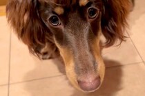 『初めて見たｗｗｗ』前髪がある犬→地毛とは思えない『マダムのような髪型』に28万再生の反響「待って、めちゃおもろいｗ」「可愛すぎる」