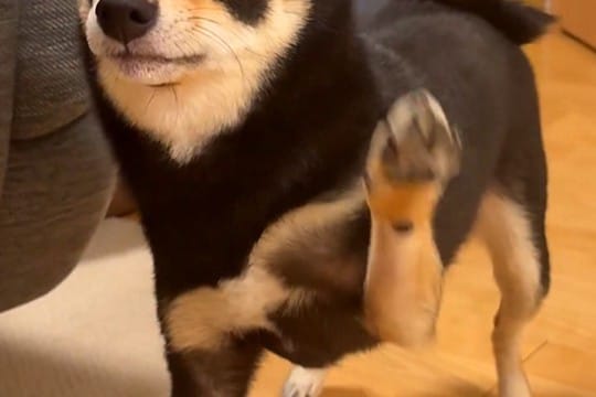 柴犬に『おて』と声を掛けた結果→ちょっとだけ考えて…まさかの『空振り』が可愛すぎると2万いいね「意味不明で草」「もうちょいｗｗ」と爆笑