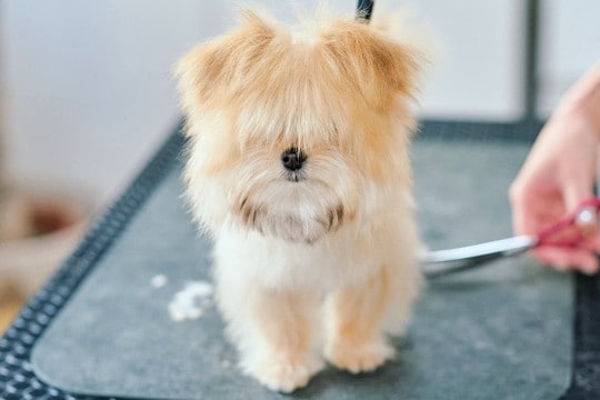 前が見えないほど毛が伸びた『生後4ヶ月の子犬』を初トリミング→思わず見違える『ビフォーアフター』が話題「なんて美しい」「どっちも好き」