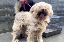 捨てられそうになっていた『汚れたボサボサの大型犬』を飼った結果→嘘のような『8年後の現在』が5万再生「よく頑張った」「幸せ掴んだね」