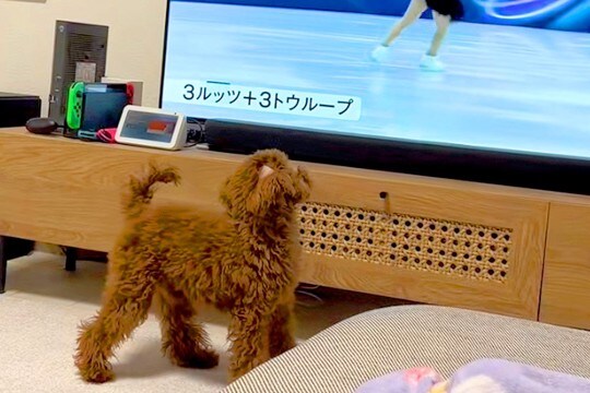 冬季オリンピックの『フィギュアスケート』を見る犬→選手が回ると…影響されすぎた『まさかの光景』が45万再生「素晴らしい演技」と絶賛