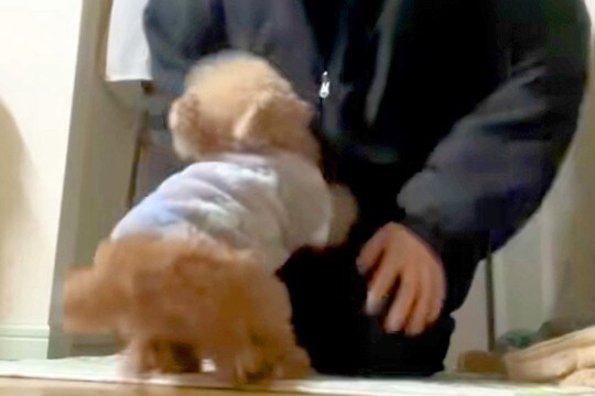 家に帰ると『12歳のおばあちゃん犬』が走ってきて…涙が出るほど愛おしい『おかえりなさい！』に絶賛の声「なんか泣けた」「疲れ吹き飛ぶ」