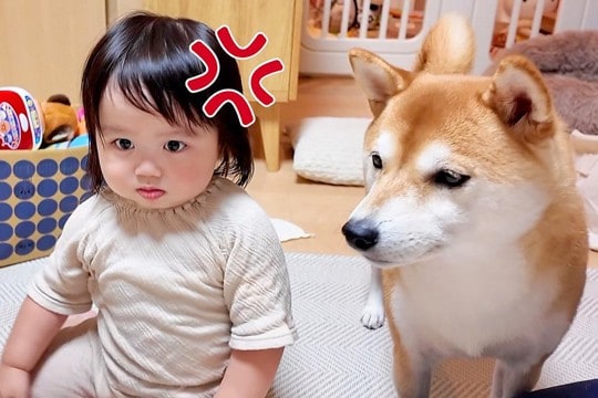夜ご飯前に仮眠をとろうとしたら『1歳の女の子と犬』がブチギレて…絶対に休めない『カオスな状況』が41万再生「破壊力ｗｗ」「パワフルすぎ」