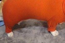 『見た目は魚肉ソーセージ』パツパツの服を犬に着せた結果→的確すぎる例えと愛おしい光景に３万いいね「情報量多くて好き」「ソーセージーヌｗ」