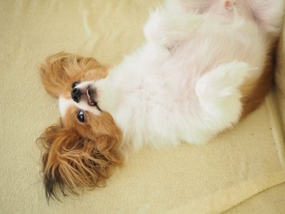 お腹を見せる犬