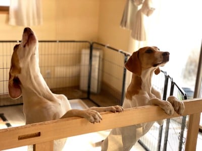 ケージの中で立ち上がる犬