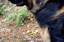 山で散歩中、おじいさんに『熊だ！』と叫ばれた超大型犬→思わず二度見する光景に3万5000いいね「確かに見えるｗｗ」「お互いびっくりｗ」