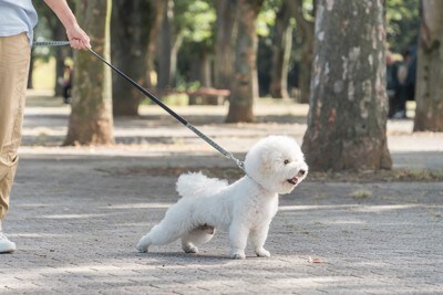 散歩をする飼い主とビションフリーゼ