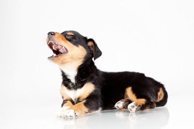 茶黒の子犬、白い背景