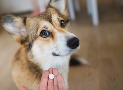 薬を差し出す飼い主と首を傾げる犬