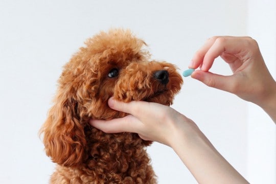 犬用の「抗生物質」使いどころと副作用のリスクは？正しい知識と注意点を獣医が解説