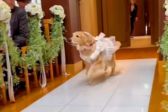 『リングドッグ』として登場した大型犬→元気よく出番を終えたと思ったら…まさかの展開が微笑ましすぎると27万再生「爆速w」「増えてて草」