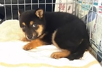 殺処分に怯える『野犬の子犬』を保護→車内でもブルブル震えて…『お別れまでの記録』に涙が止まらないと801万再生「泣けた」「目つきが違う」