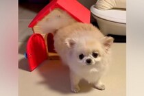 ぬいぐるみの家に入ろうとするチワワ→『小さくて入らないかな』と思ったら…とんでもなく可愛い結末が17万再生「癒し」「最後のキメ顔も素敵」