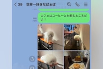 おばあちゃんにLINEで『カフェにいた犬の写真』を送った結果→思わずニヤける『返信内容』に54万再生の反響「かわいい」「逆におもろいｗ」