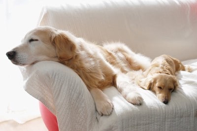 ゴールデンレトリバーとミニチュアダックスフンド