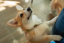 犬が『飼い主との再会』を嬉しがる理由4選　大喜びしているときに見せる仕草や行動とは？
