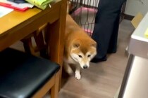 実家に帰省したら、犬が『いらっしゃい』とお出迎えしてくれて…LOVEが止まらない『熱烈歓迎』が56万再生「犬って最高」「泣いちゃう…」