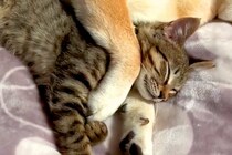 元野良猫が『犬と一緒に眠った』結果→お互いに身を委ねて…あまりにも尊い『寝姿』が22万再生「思わず悶絶した」「私も混ざりたい…」と絶賛