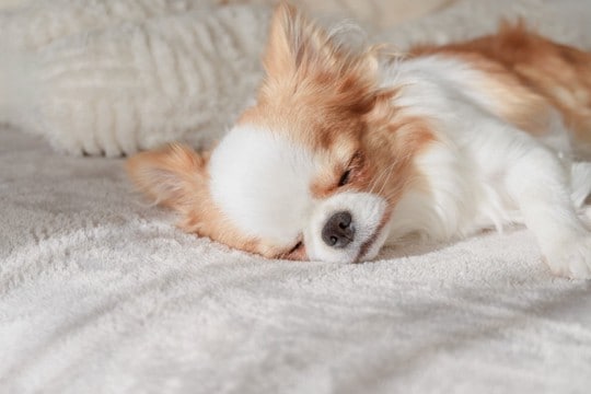 犬が見せる『寝不足』サイン3つ　不眠が引き起こす悪影響や熟睡させる秘訣まで